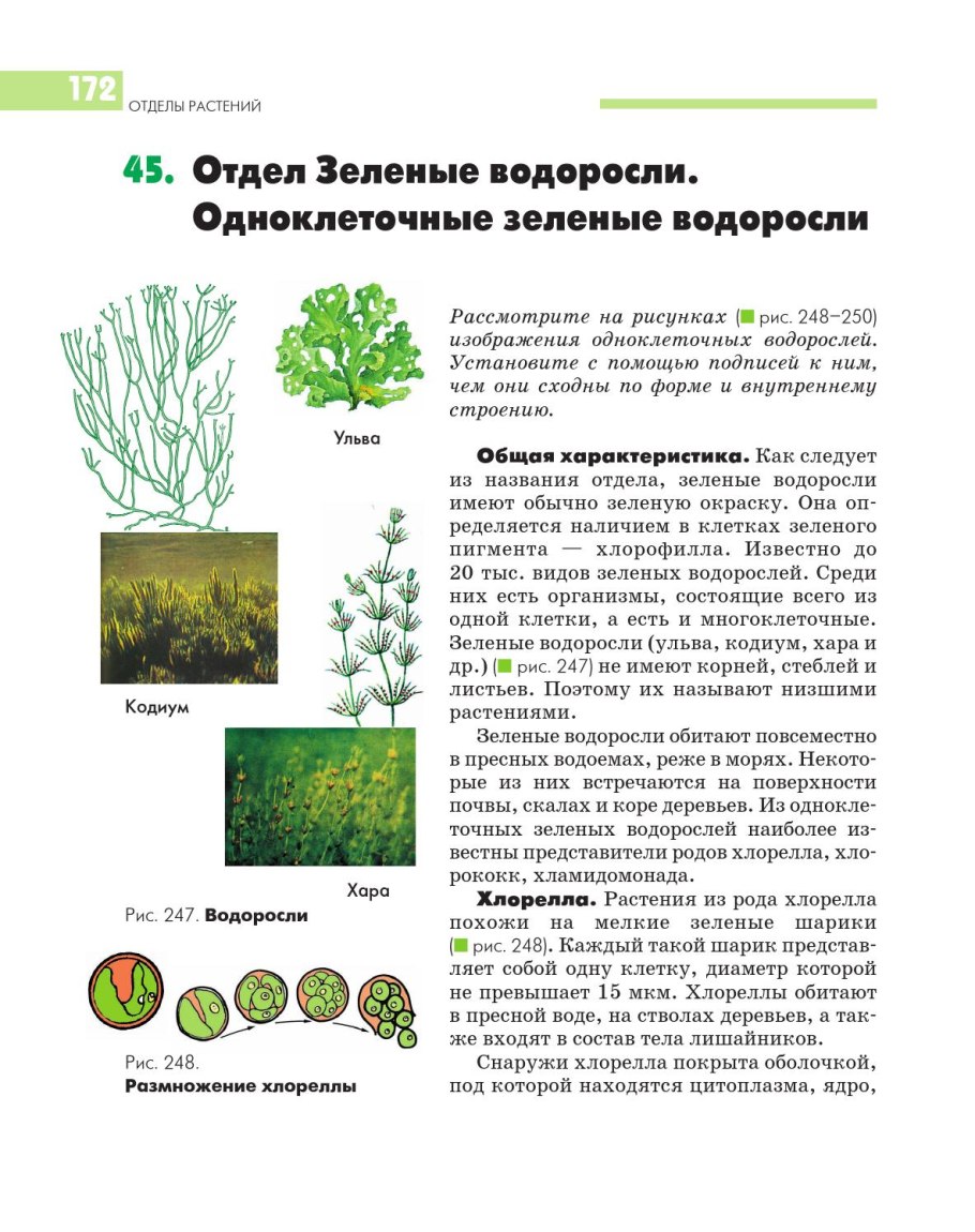 Водоросли состоят
