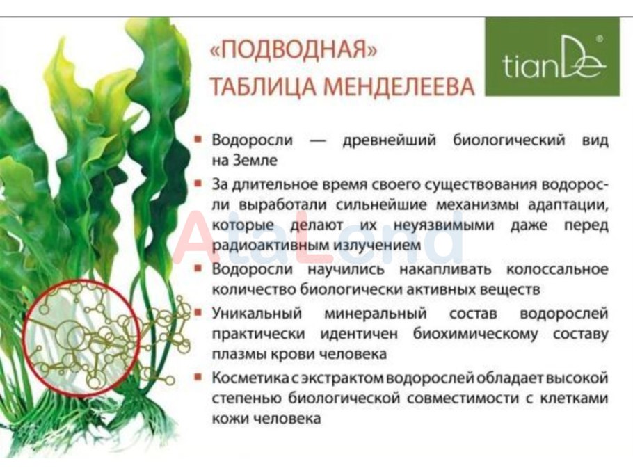 Цианобактерии Aphanizomenon