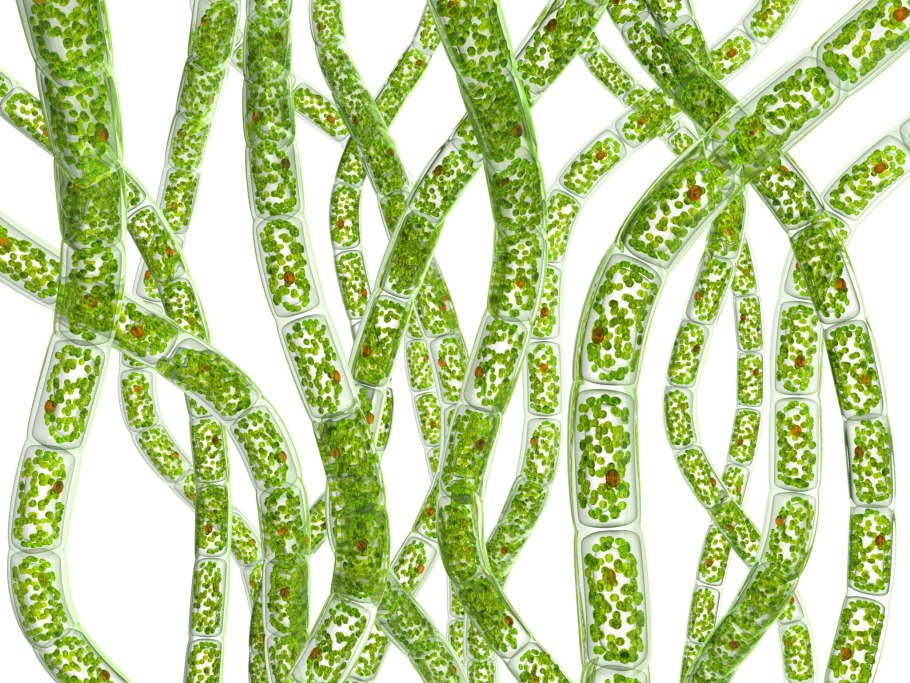 Oscillatoria rubescens