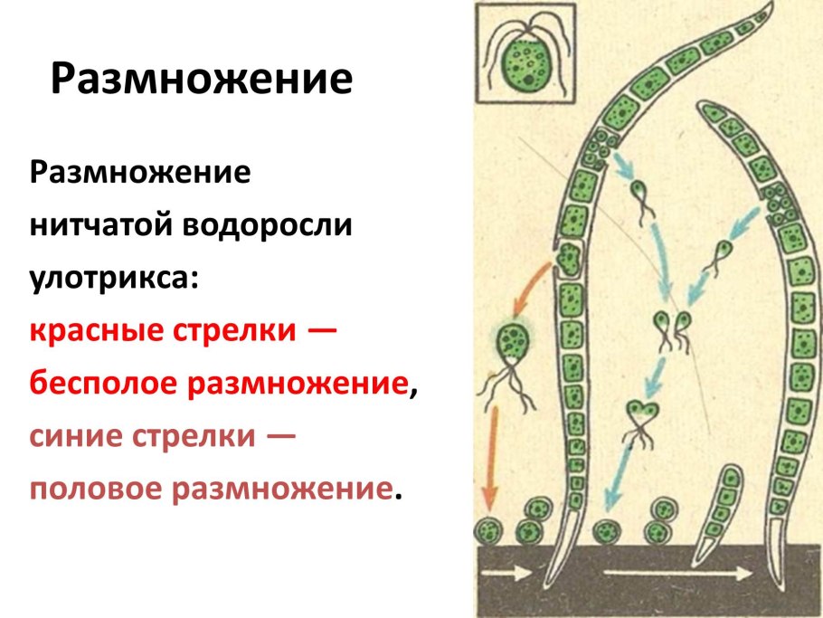 Зеленые водоросли на растениях