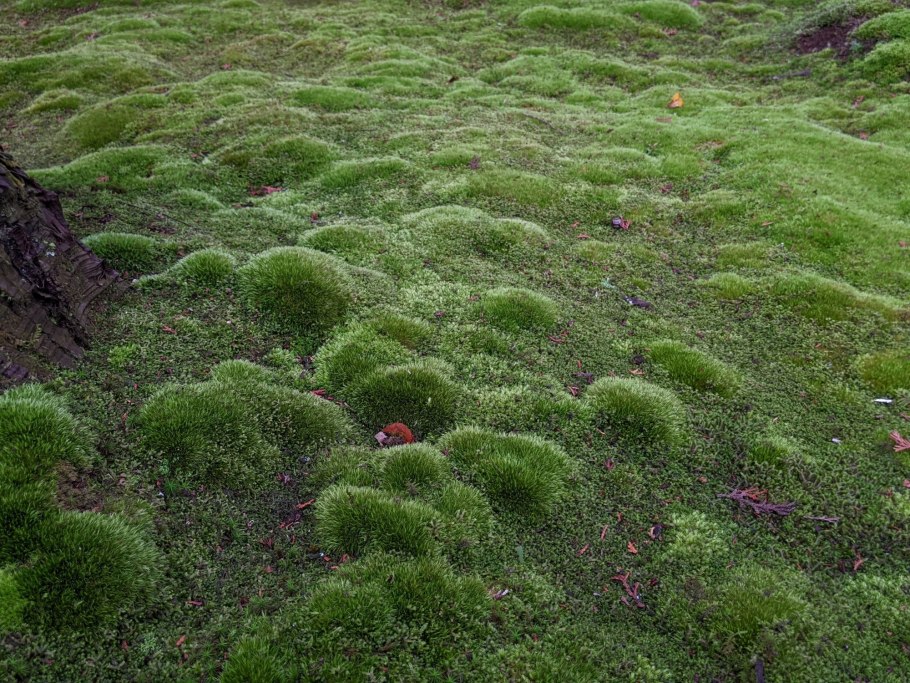 Как выглядит мох