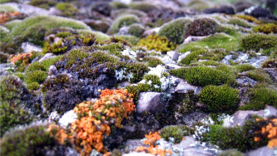 Мхи и лишайники на камнях