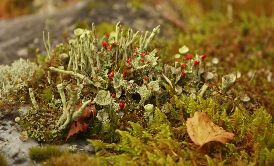 Виды мха на Южном Урале