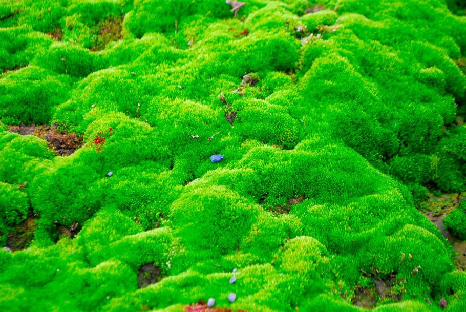 Лишайник ягель зеленый