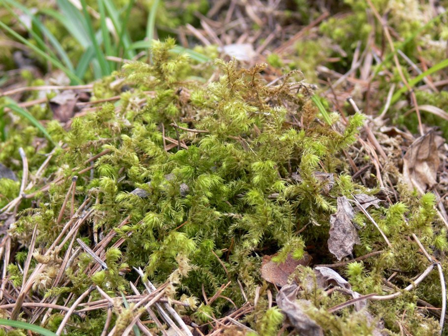 Свитский мох