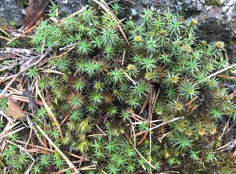 Мох копытень черника папоротник дуб бересклет в порядке