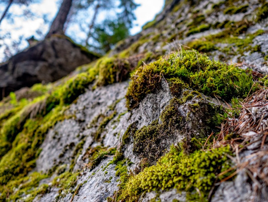 Лишайники Карелии