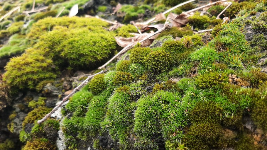 Грибы у мха розовые