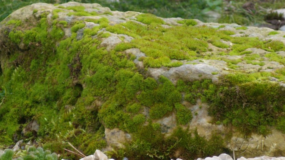 Лишайники Байкала