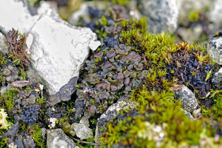 Мох криспулус