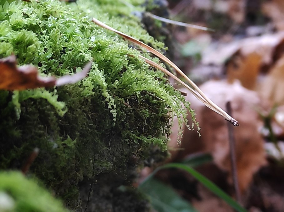 Гриммия косоногая
