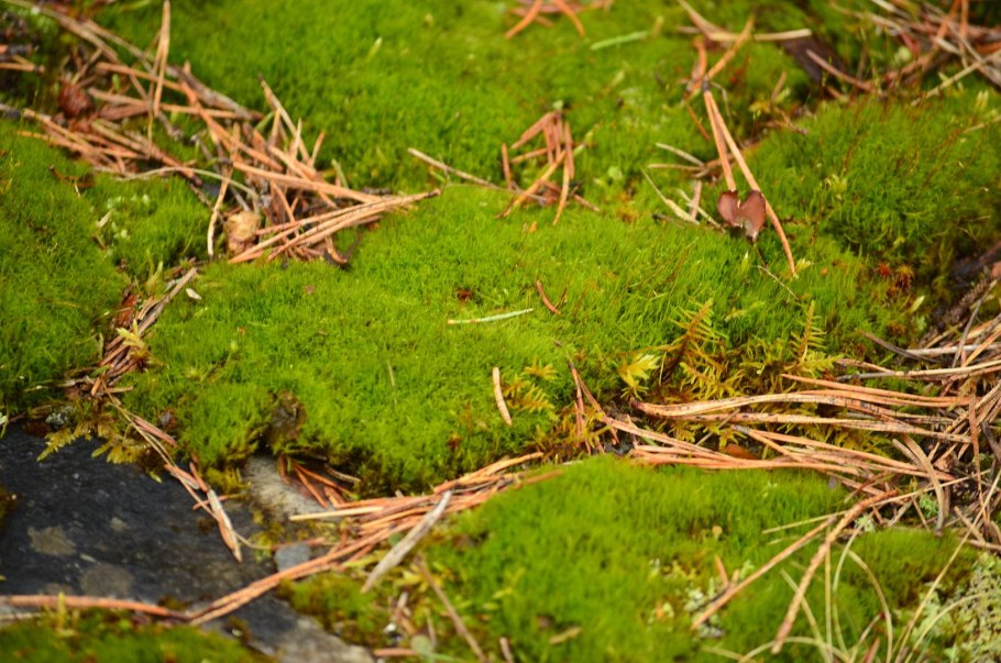 Сфагновые мхи тундры