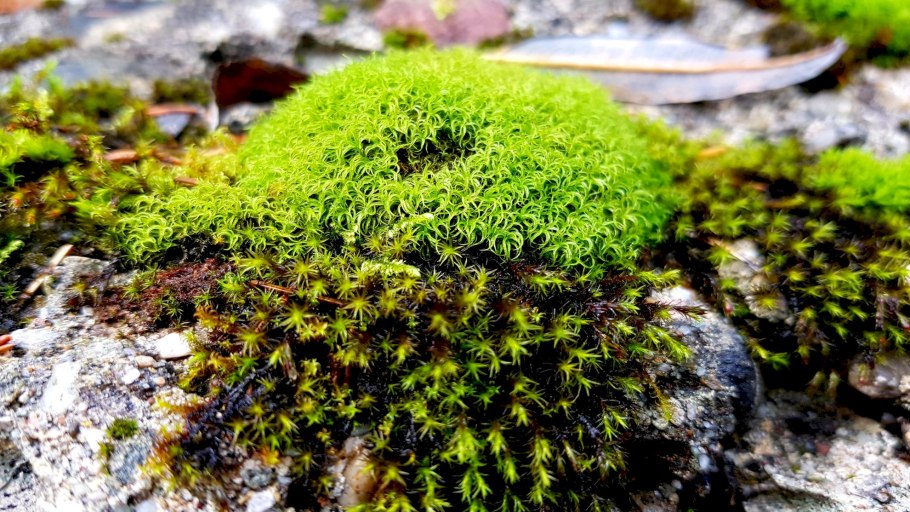 Мох "осенний" уп.35г. 08630