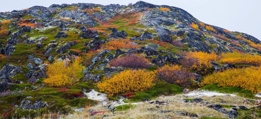 Таймыр полуостров растительность