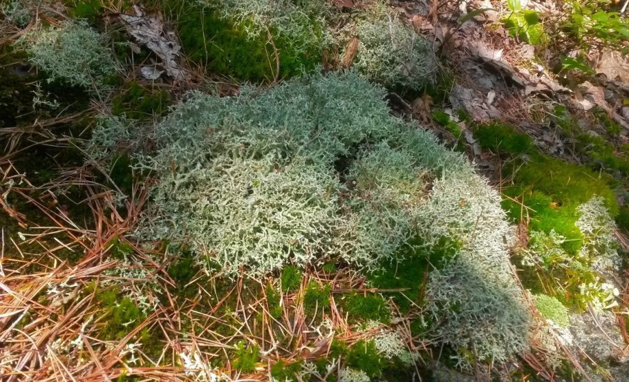 Завиронский мох