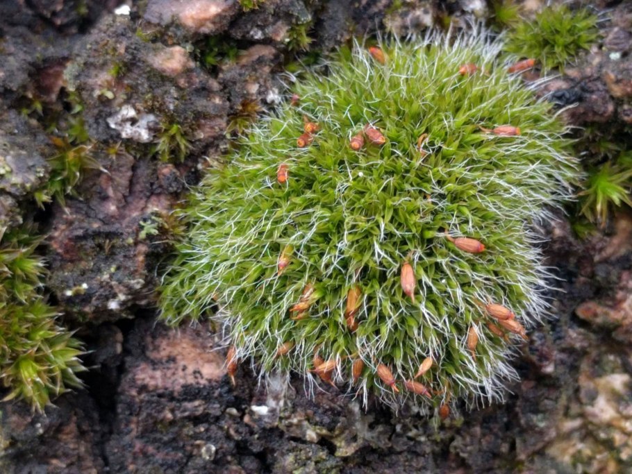 Наземный мох