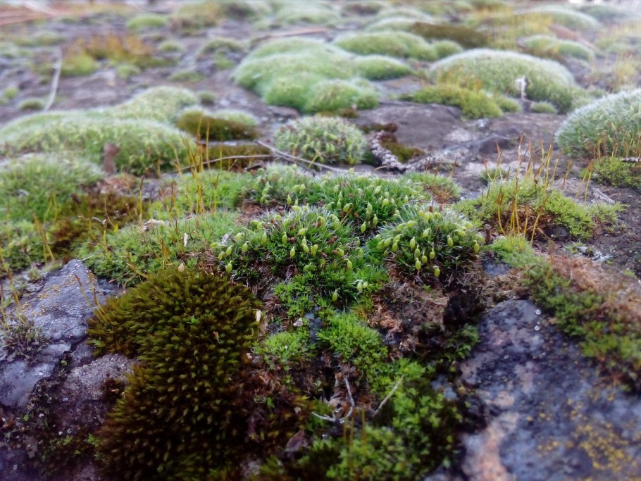 Мох кладония красная