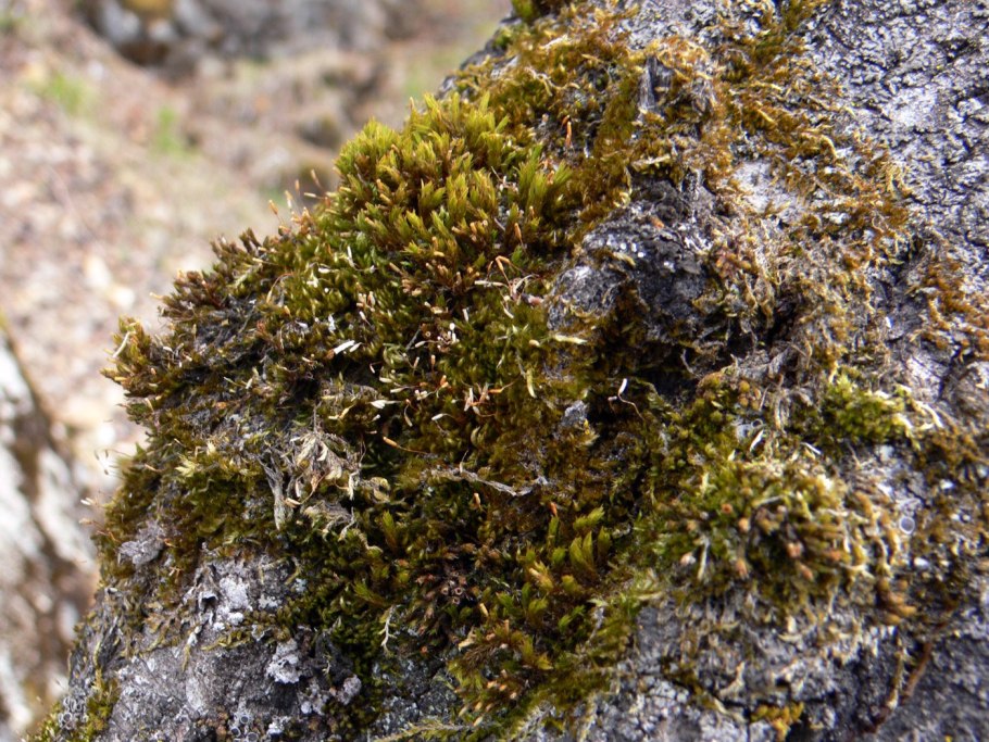 Мох Таежный сфагнум