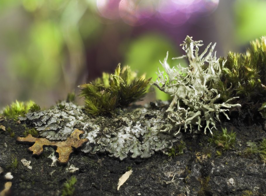 Ерник в Таймырском заповеднике