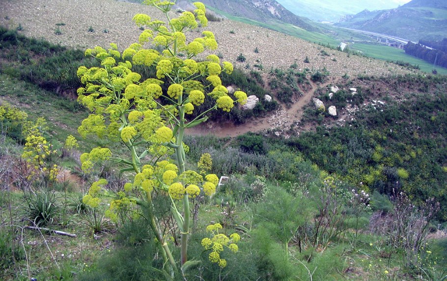 Левзея и татарник