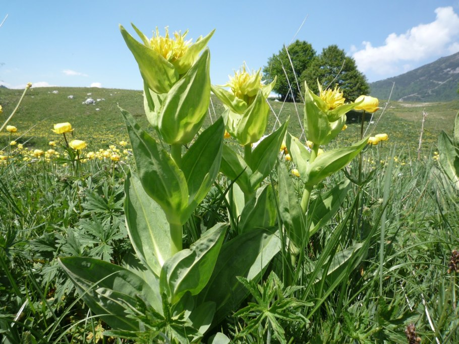 Аконит Фишера