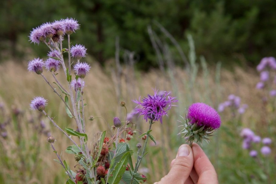 Майкараган Волжский — Calophaca wolgarica