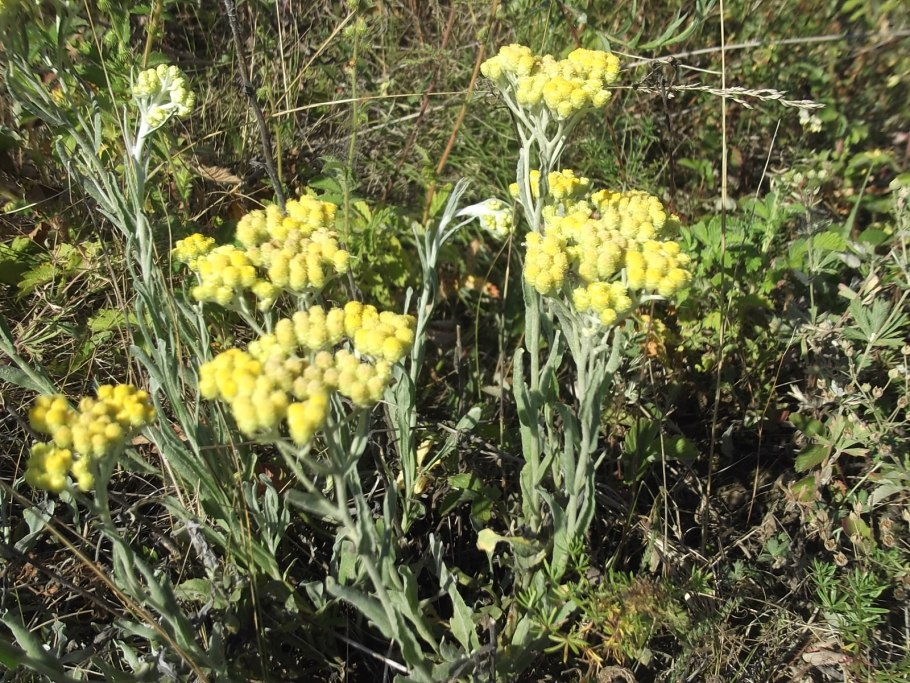 Степные медоносные травы Крыма