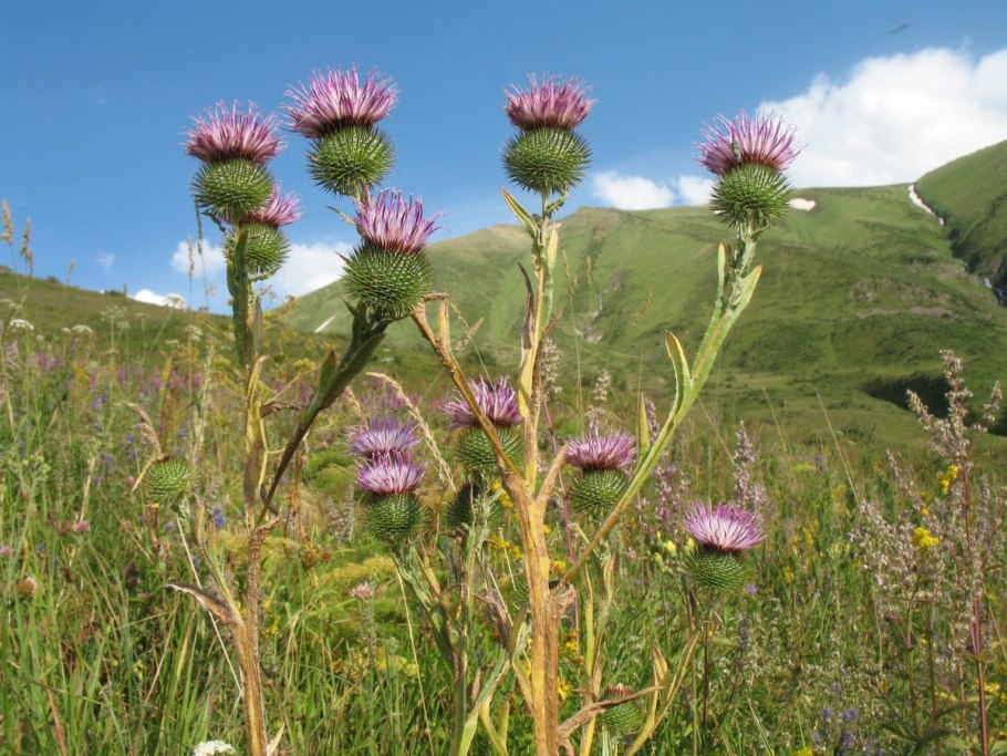 Презентация лекарственные растения РК