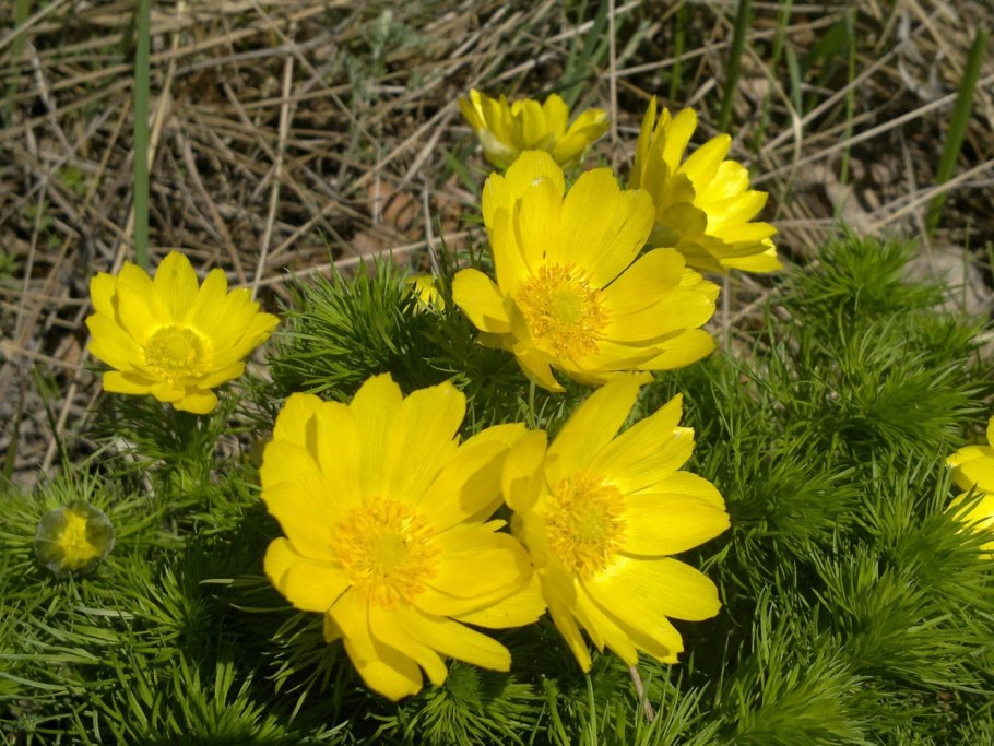 Недзвецкия Семиреченская Niedzwedzkia semiretschenskia