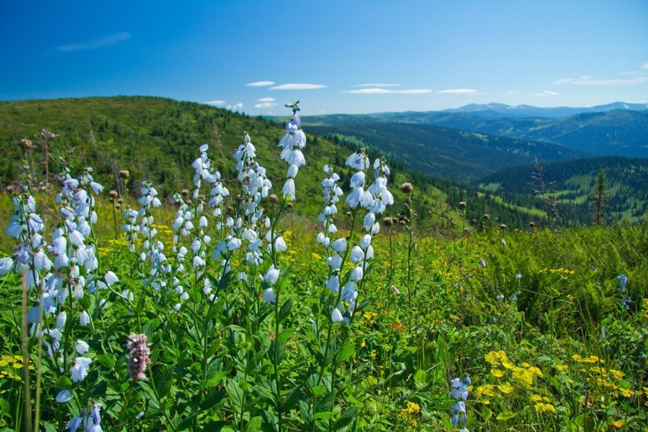 Одуванчик медонос