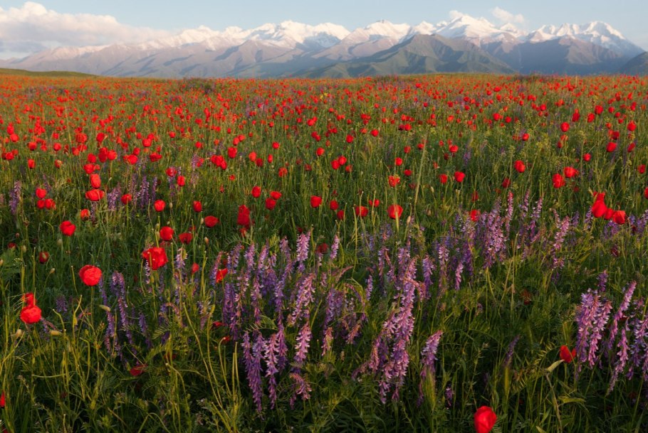 Девясил британский