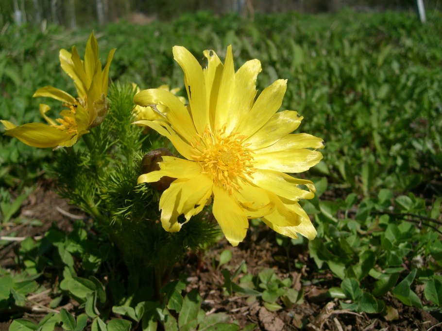 Степной бессмертник песчаный