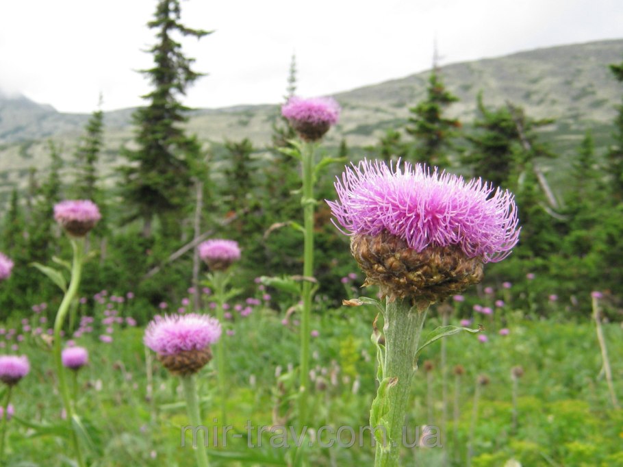 Копеечник меловой