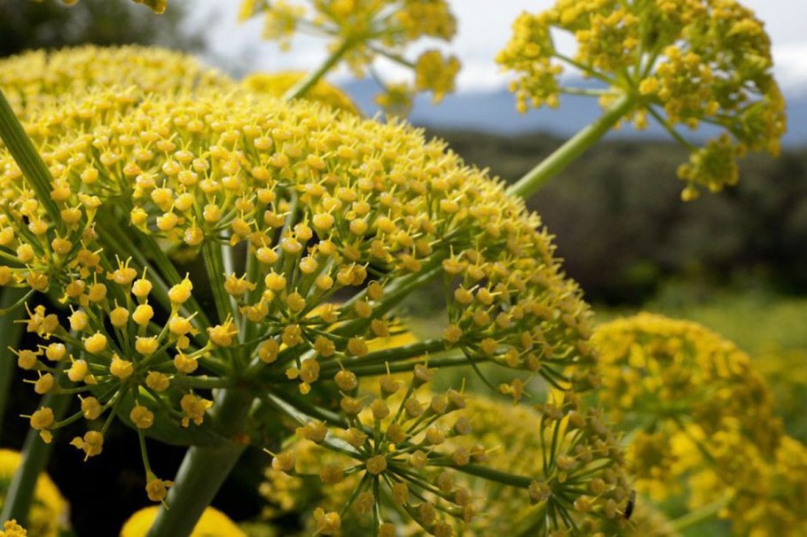 Алтайский заповедник Альпийские тундра