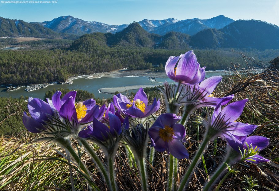 Бессмертник песчаный (цмин).