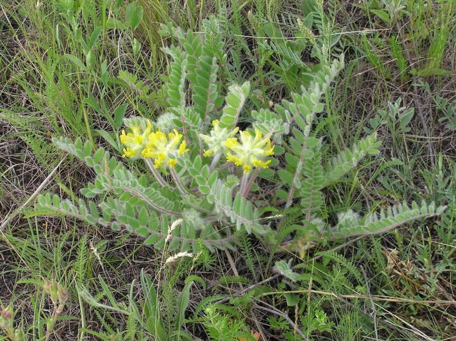 Матьимачеха трава