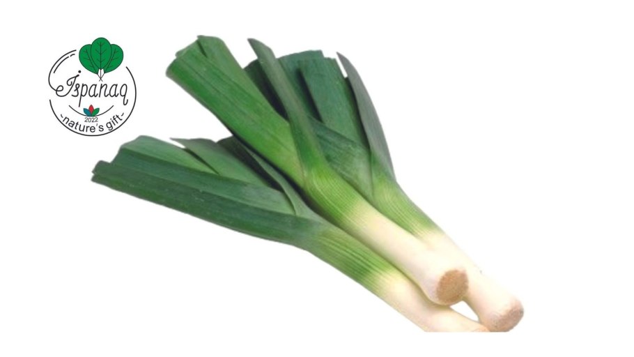 Leek на белом фоне