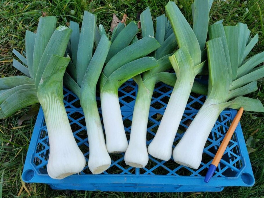 Культигрушка Чиполлино набор