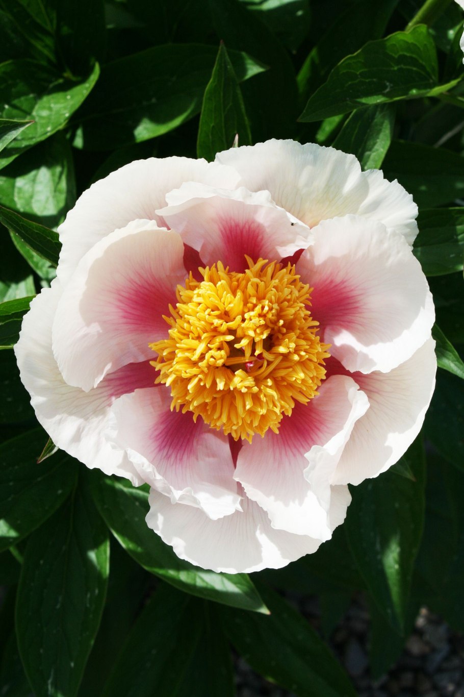 Подвеска в форме пиона