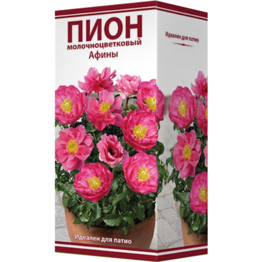 Пион молочноцветковый Мадрид