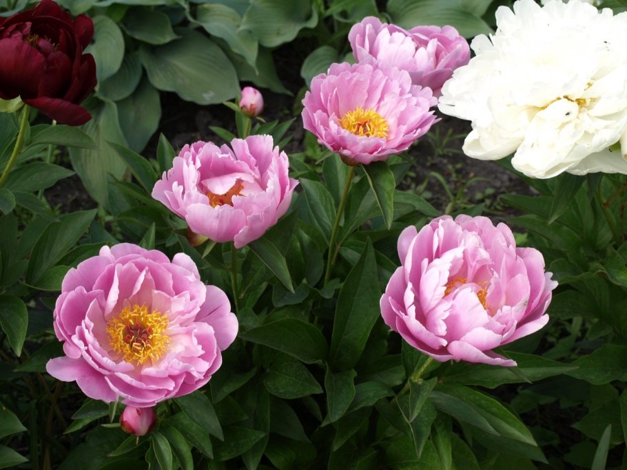 Садовый пион ‘Athens’