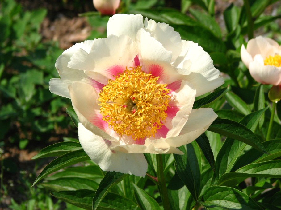 Пион Паула фей