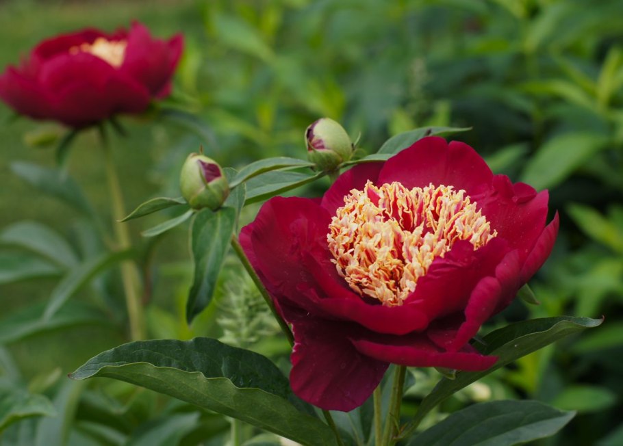 Пион Cora Louise