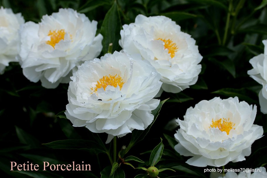 Пион Санни Голд