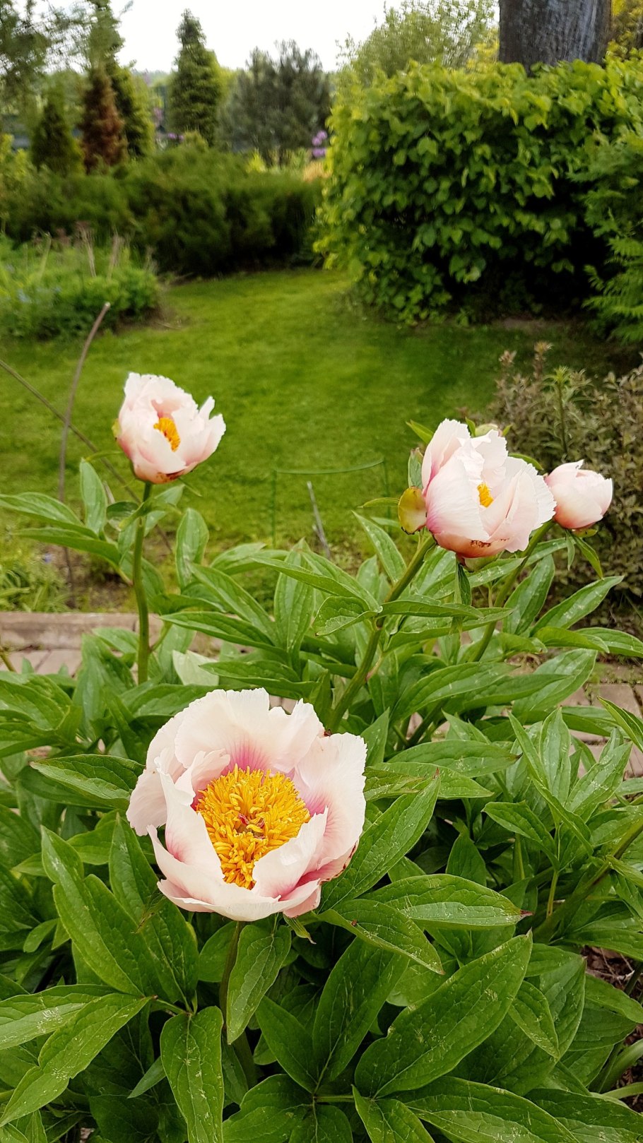 Пион молочноцветковый Афины