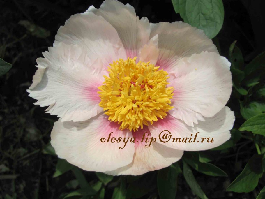 Альпийский пион