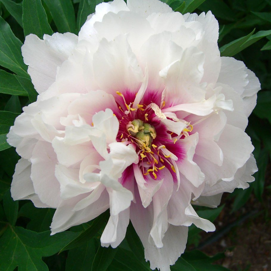 Пион Раггеди анн Paeonia Raggedy Ann