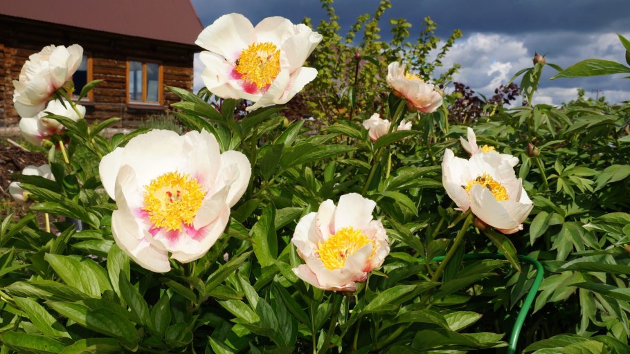 Пион Patio Peony Rome