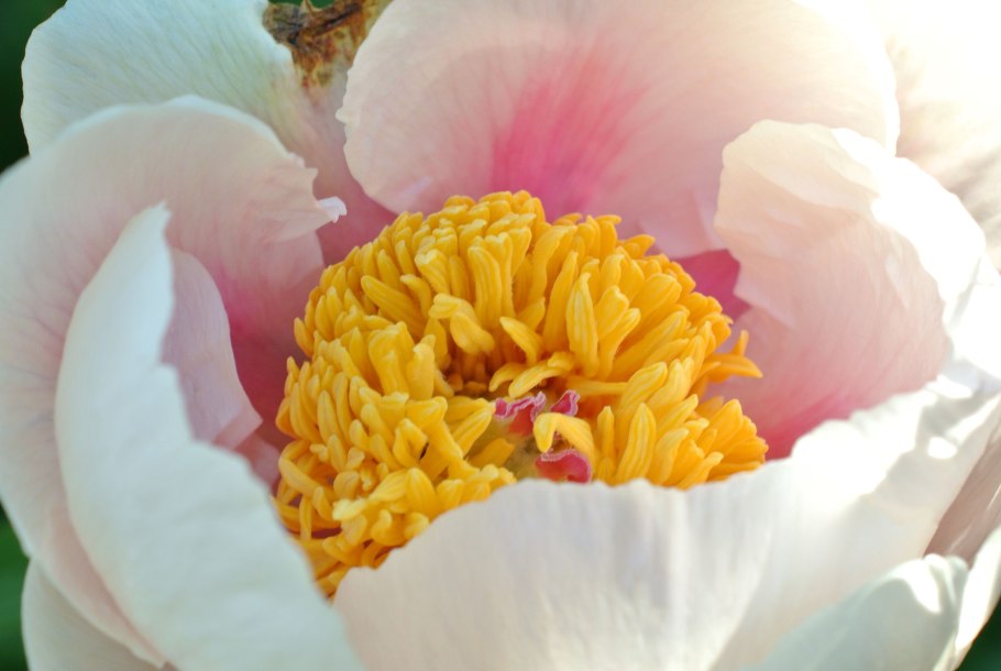 Пионы травянистые (патио) Афины