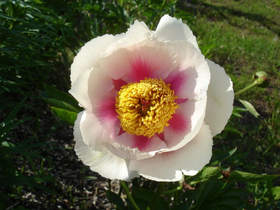 Пион Athena (Афина)